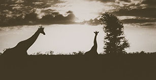 Giraffe at sunset.