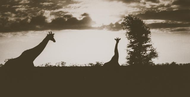 Giraffe at sunset.
