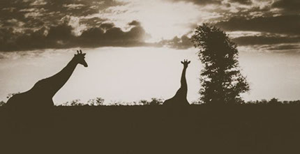 Giraffe at sunset.